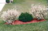 Variegated+red+twig+dogwood+bush